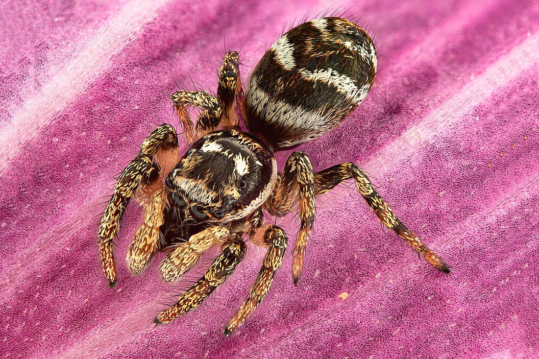 Jumping spider, macrophotograph