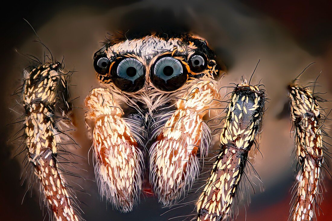 Jumping spider, macrophotograph