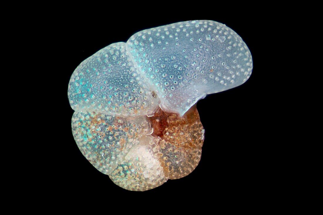 Foraminifera protozoan, light micrograph