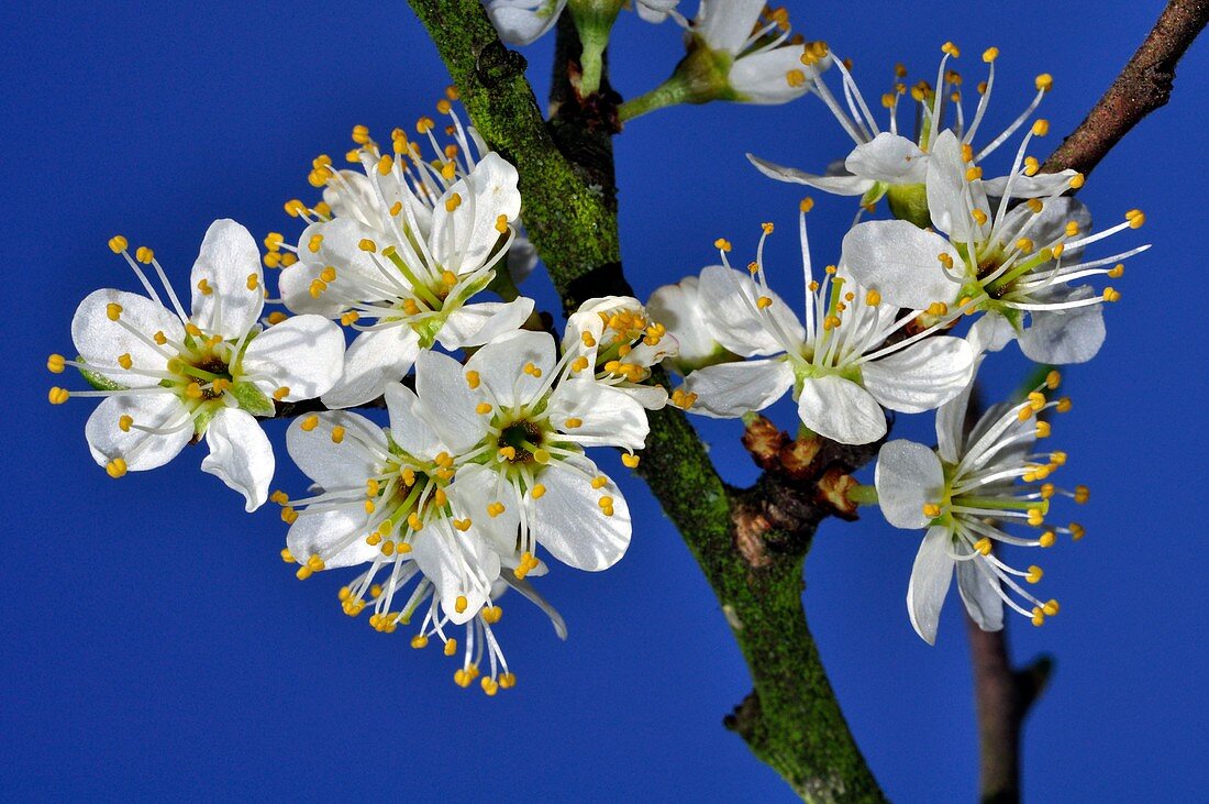 Blackthorn blossom (Prunus spinosa)