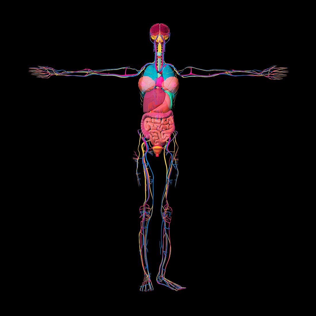 Female anatomy, illustration