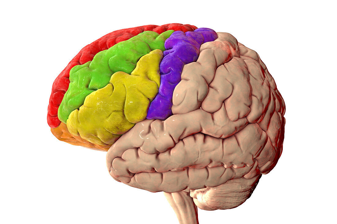 Human brain with highlighted frontal gyri, illustration