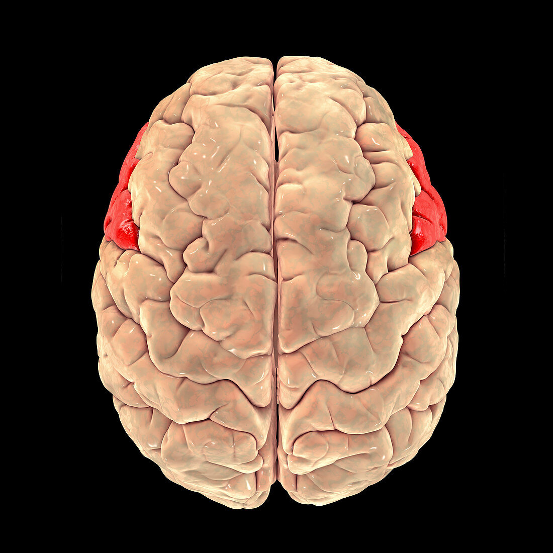 Brain highlighting inferior frontal gyrus, illustration
