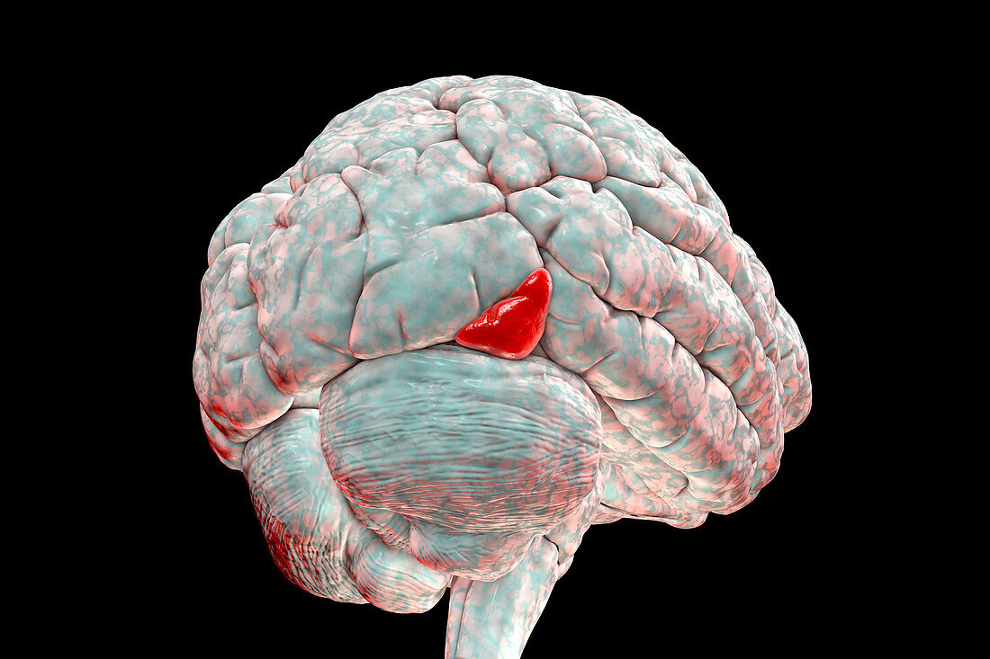 Brain highlighting inferior occipital gyrus, illustration