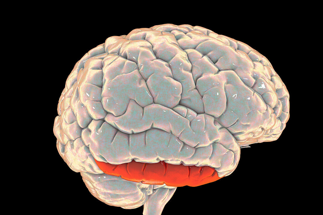 Brain highlighting inferior temporal gyrus, illustration
