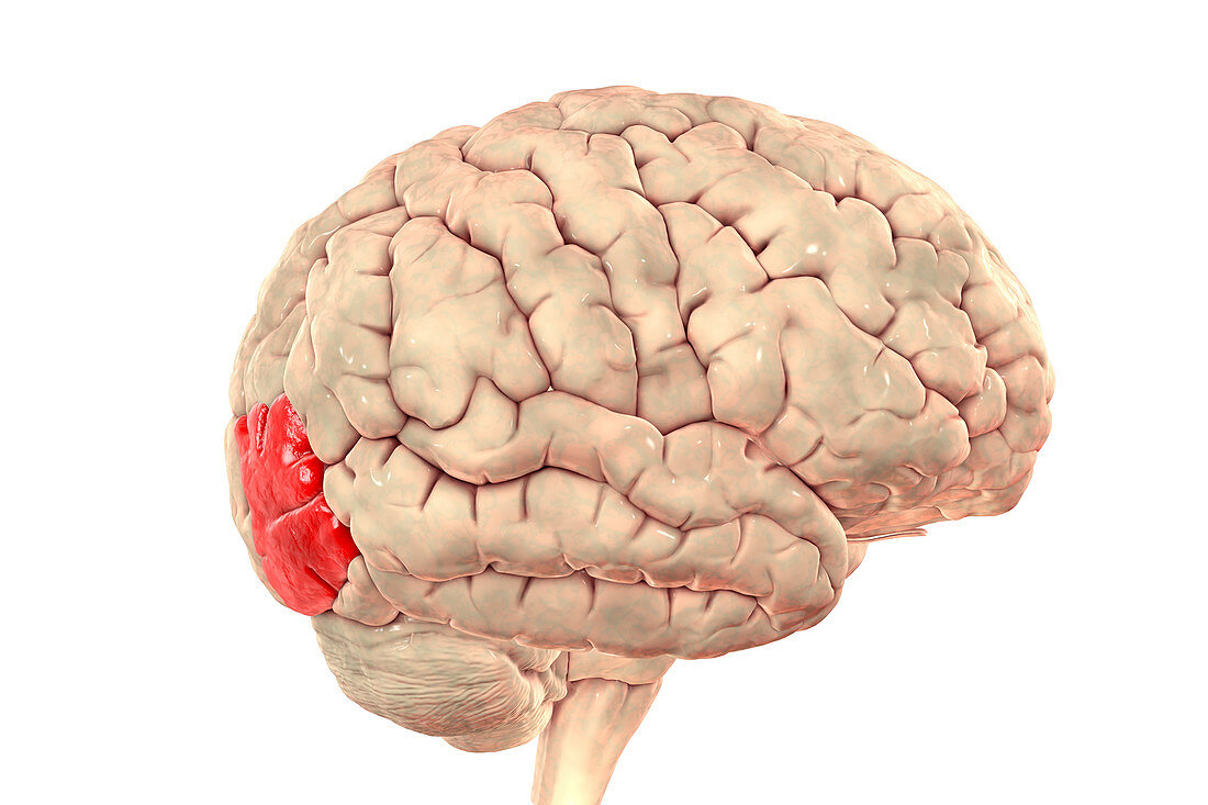 Brain with highlighted lateral occipital gyrus, illustration