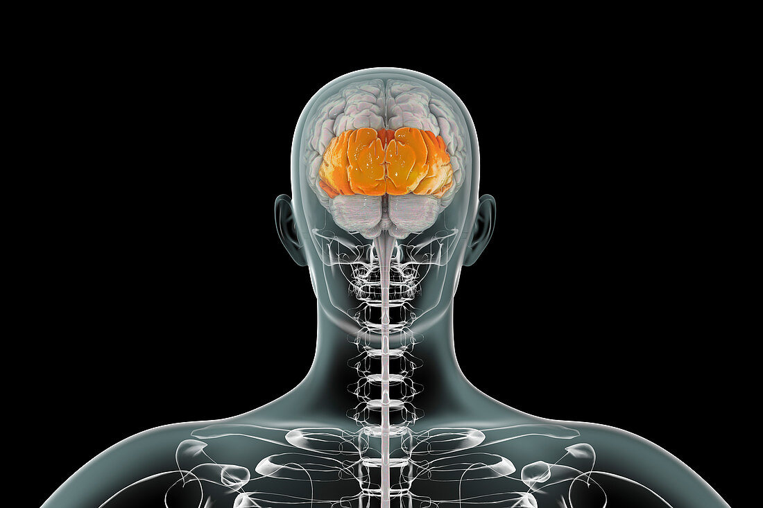 Human brain with highlighted occipital lobes, illustration