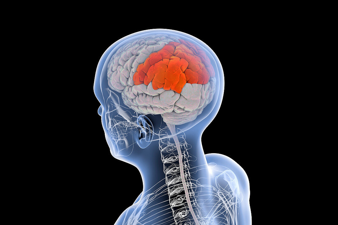 Human brain with highlighted parietal lobe, illustration