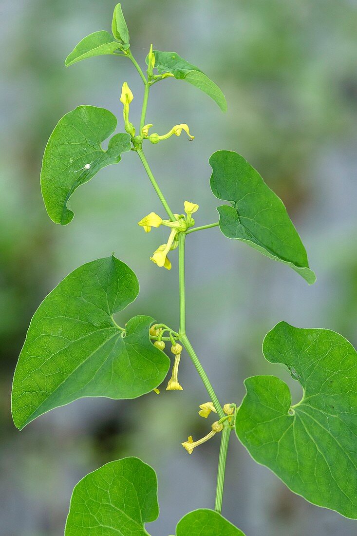 Birthwort (Aristolochia clematitis)