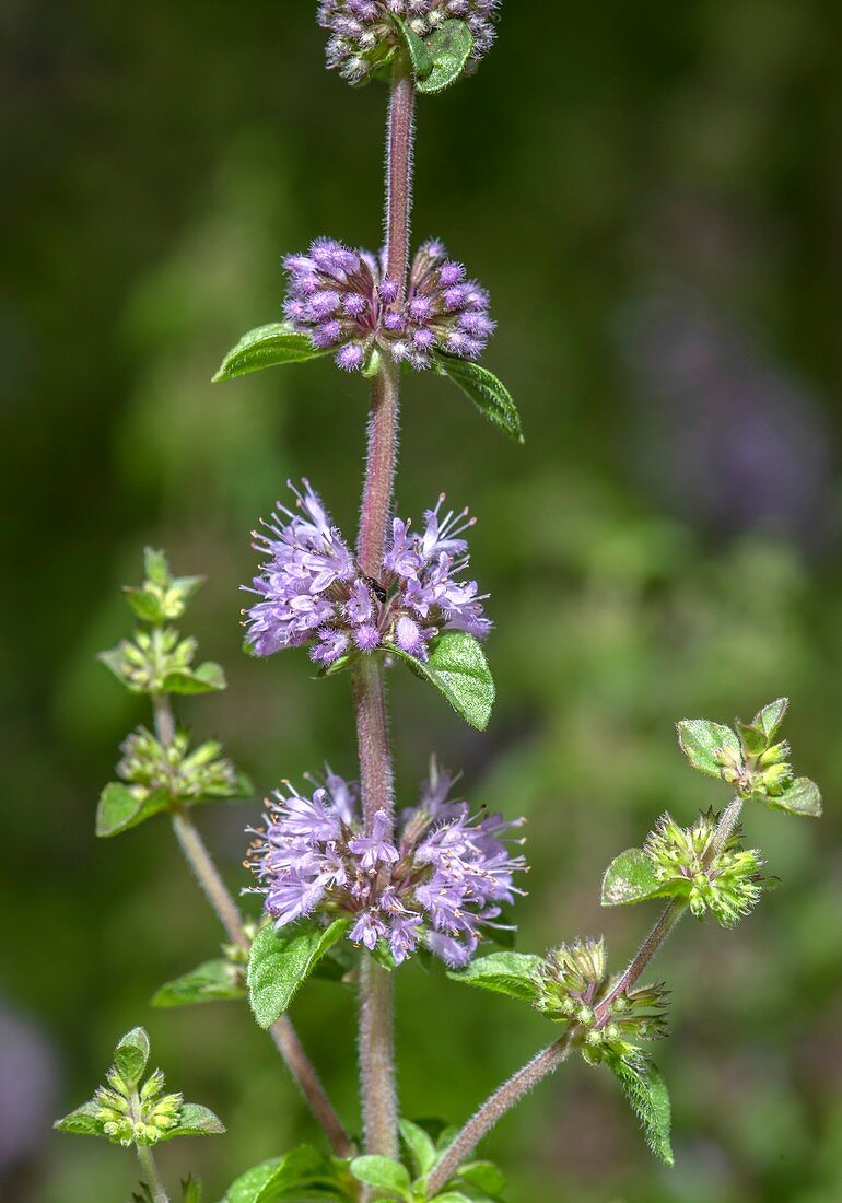 Pennyroyal (Mentha pulegium)