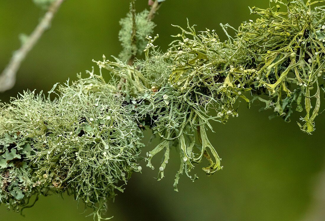 Lichen growth