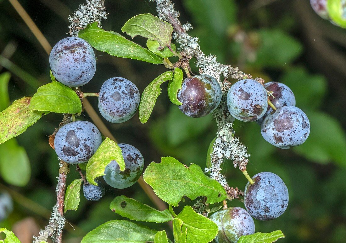 Ripe sloes (Prunus spinosa)