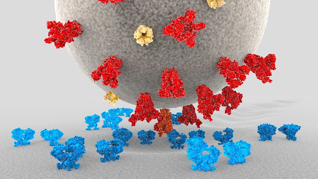 Covid-19 virus binding to receptors, illustration