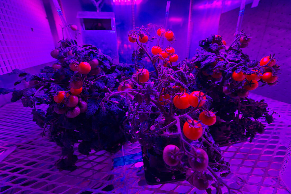 Tomato plants growing under red and blue lights