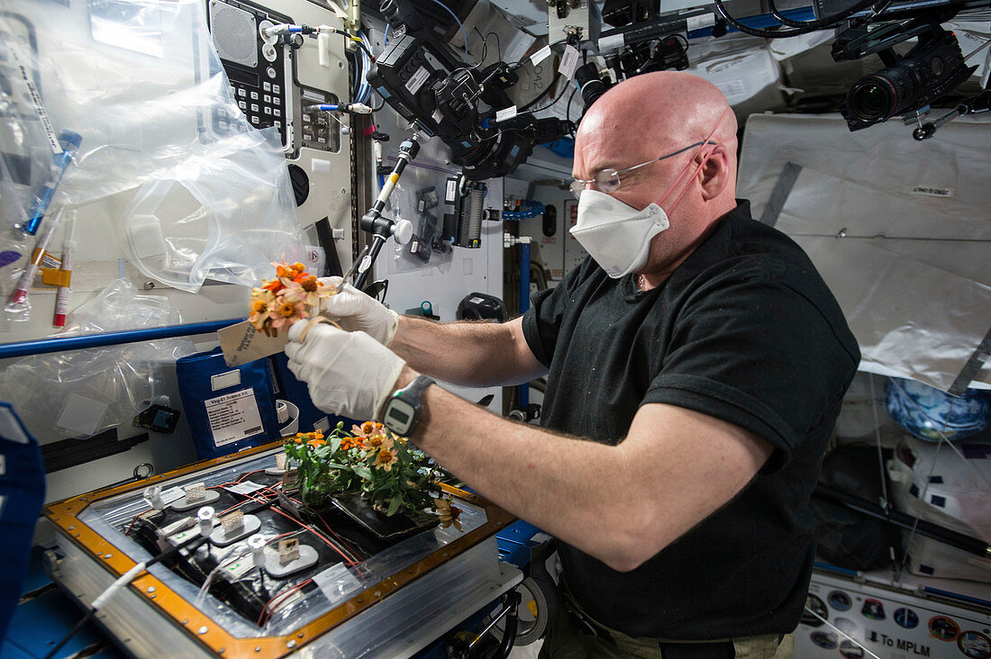 Veggie plant growth facility on the ISS