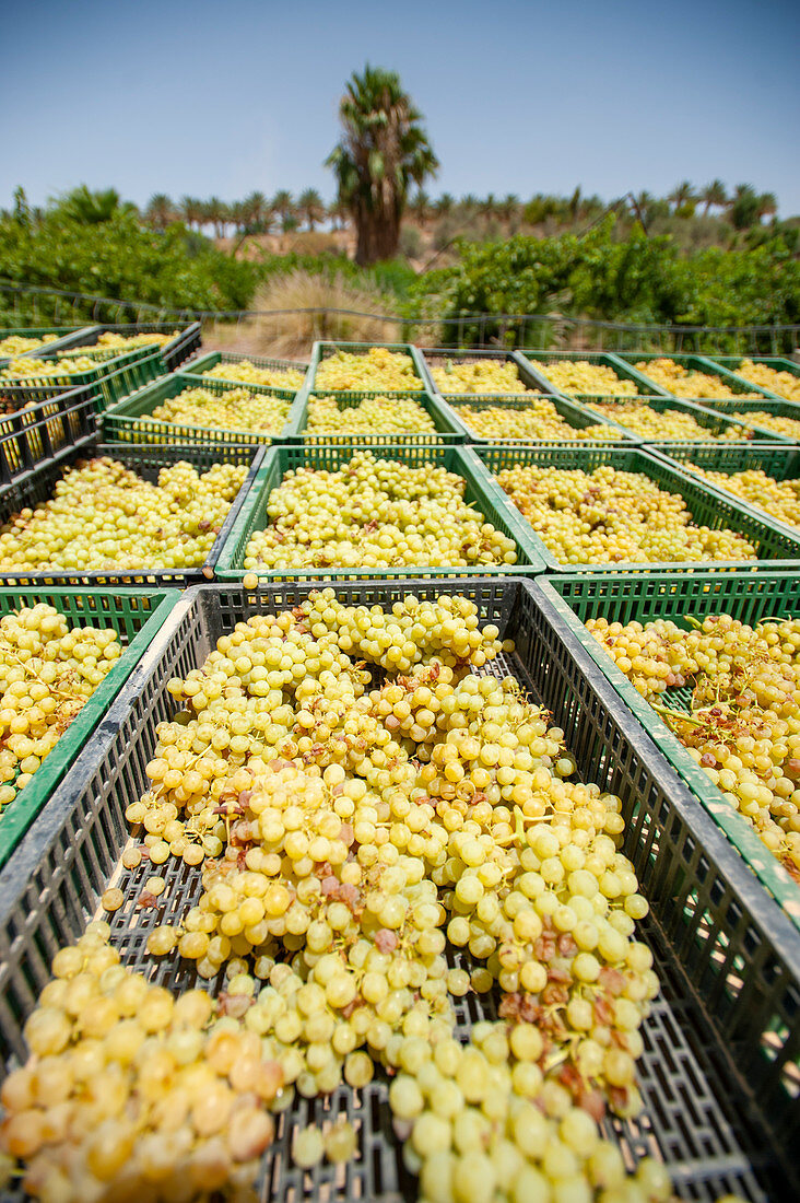 Grape farming, Israel