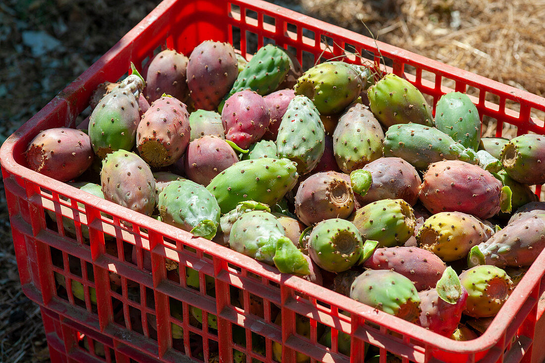 Prickly pear farming, Israel