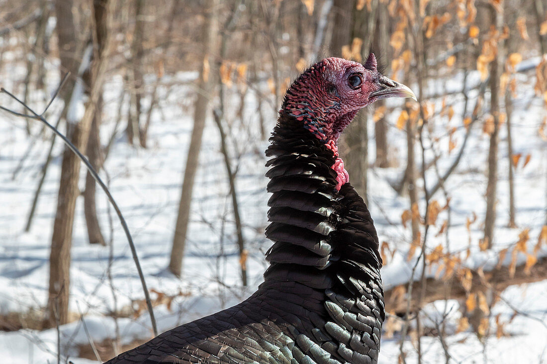 Wild turkey