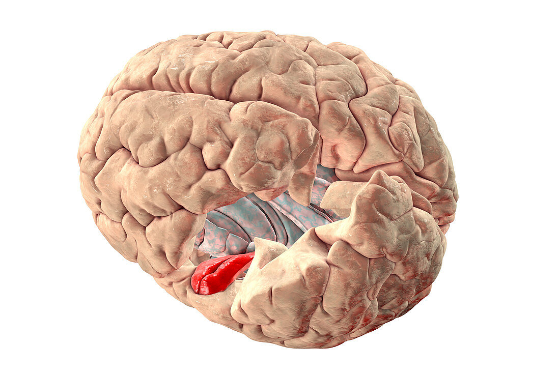 Brain highlighting transverse temporal gyri, illustration