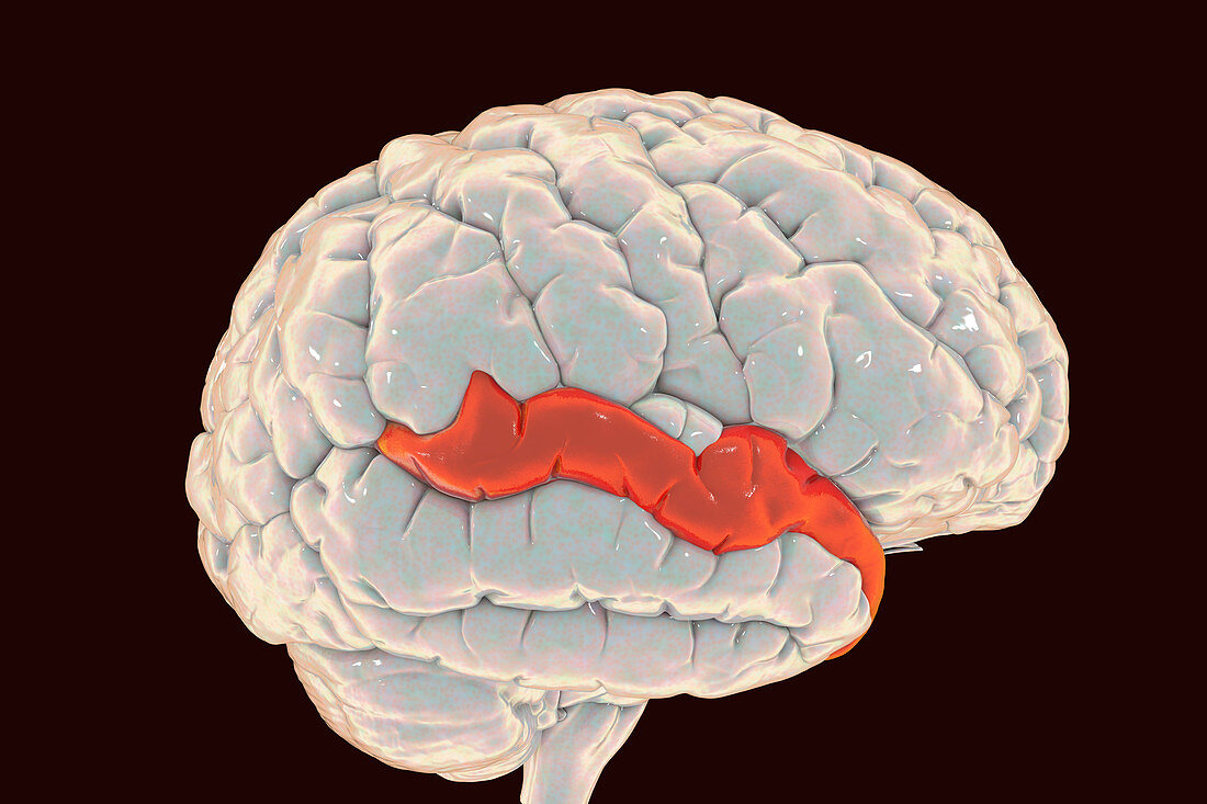 Brain highlighting superior temporal gyrus, illustration