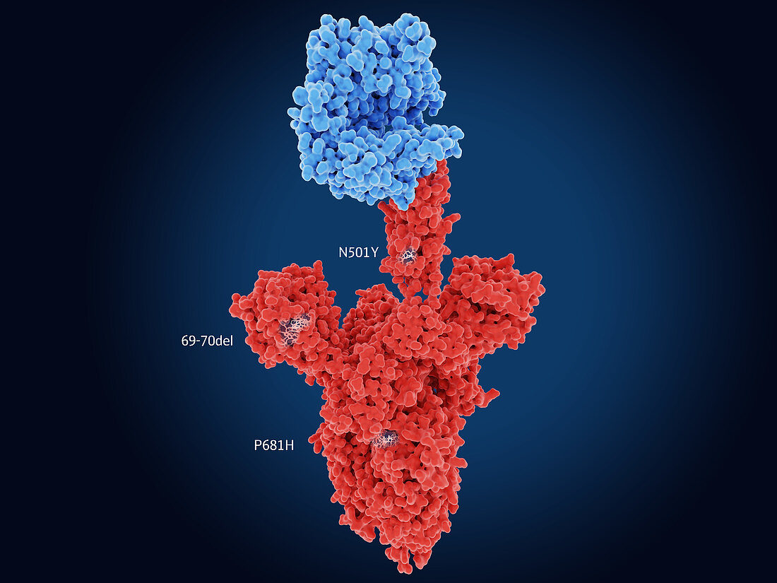 B.1.1.7 coronavirus variant spike protein, illustration