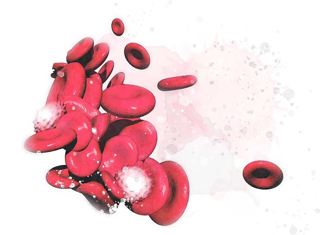 Human blood cells, illustration