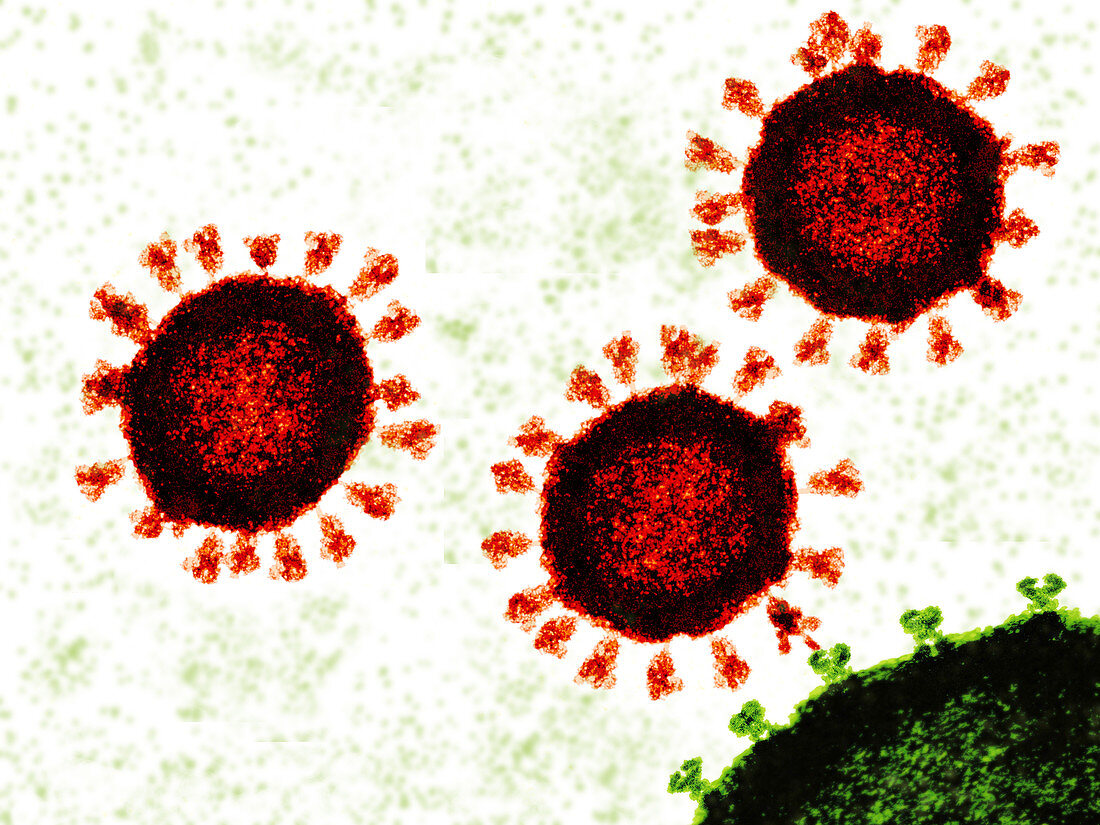 Covid-19 viruses attaching to cell, illustration