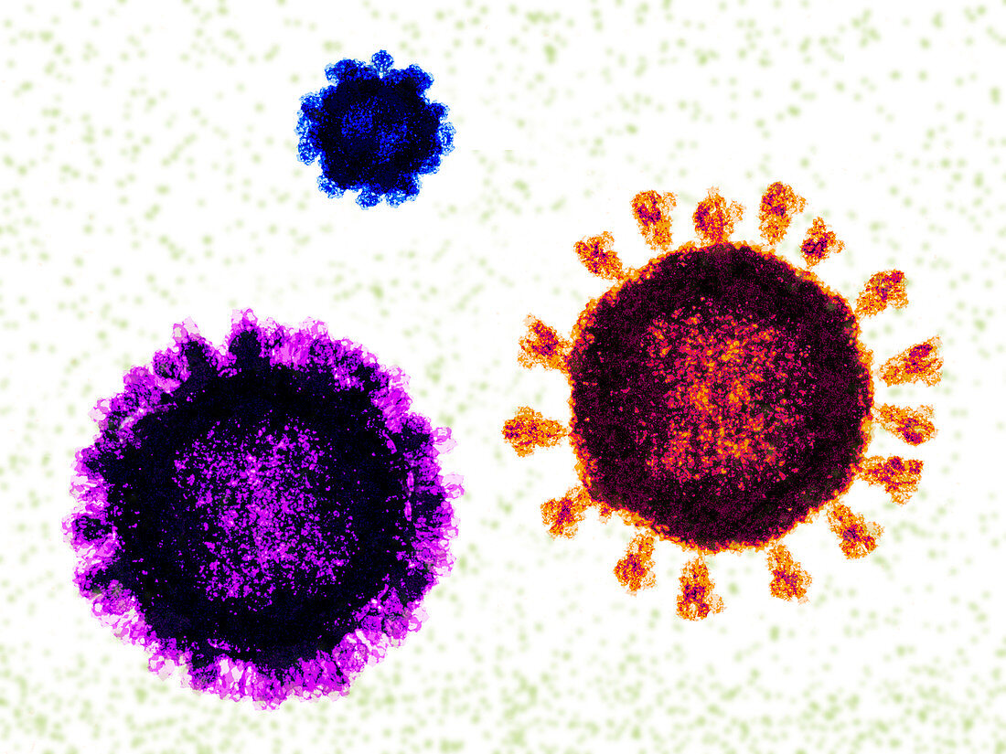 Norovirus, coronavirus and influenza virus, , illustration