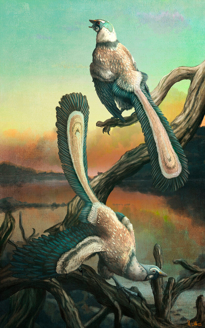 Archaeopteryx bird-like dinosaurs, illustration