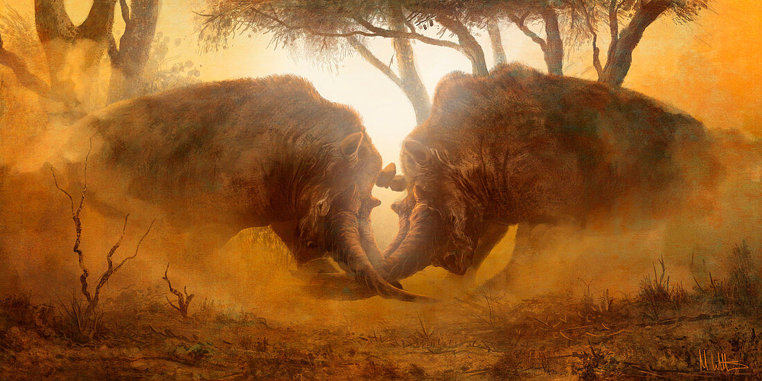 Arsinoitherium prehistoric mammals fighting, illustration