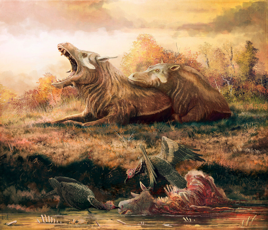 Daeodon extinct mammals, illustration
