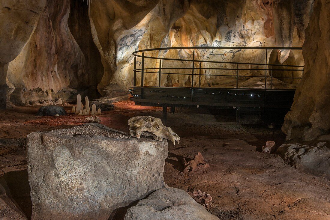 Bear skull, Chauvet Cave replica, France