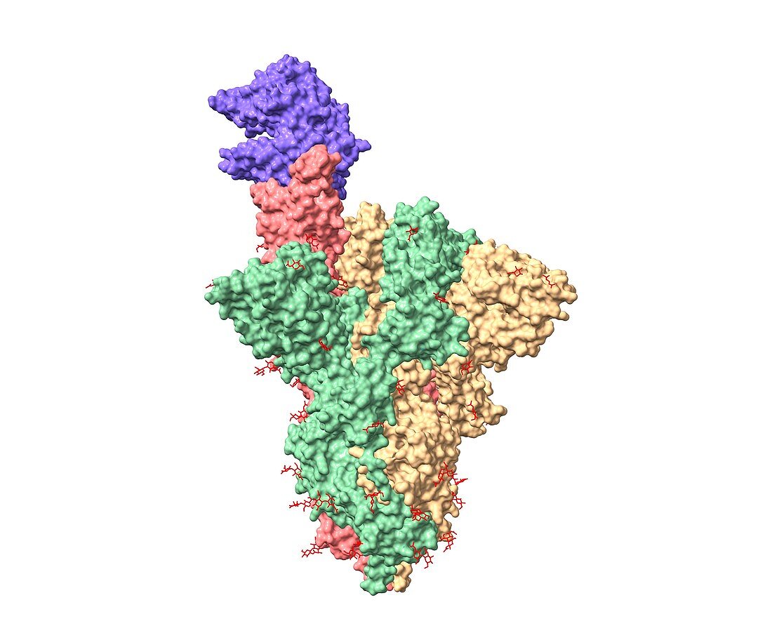 SARS-CoV-2 spike protein and receptor, computer model