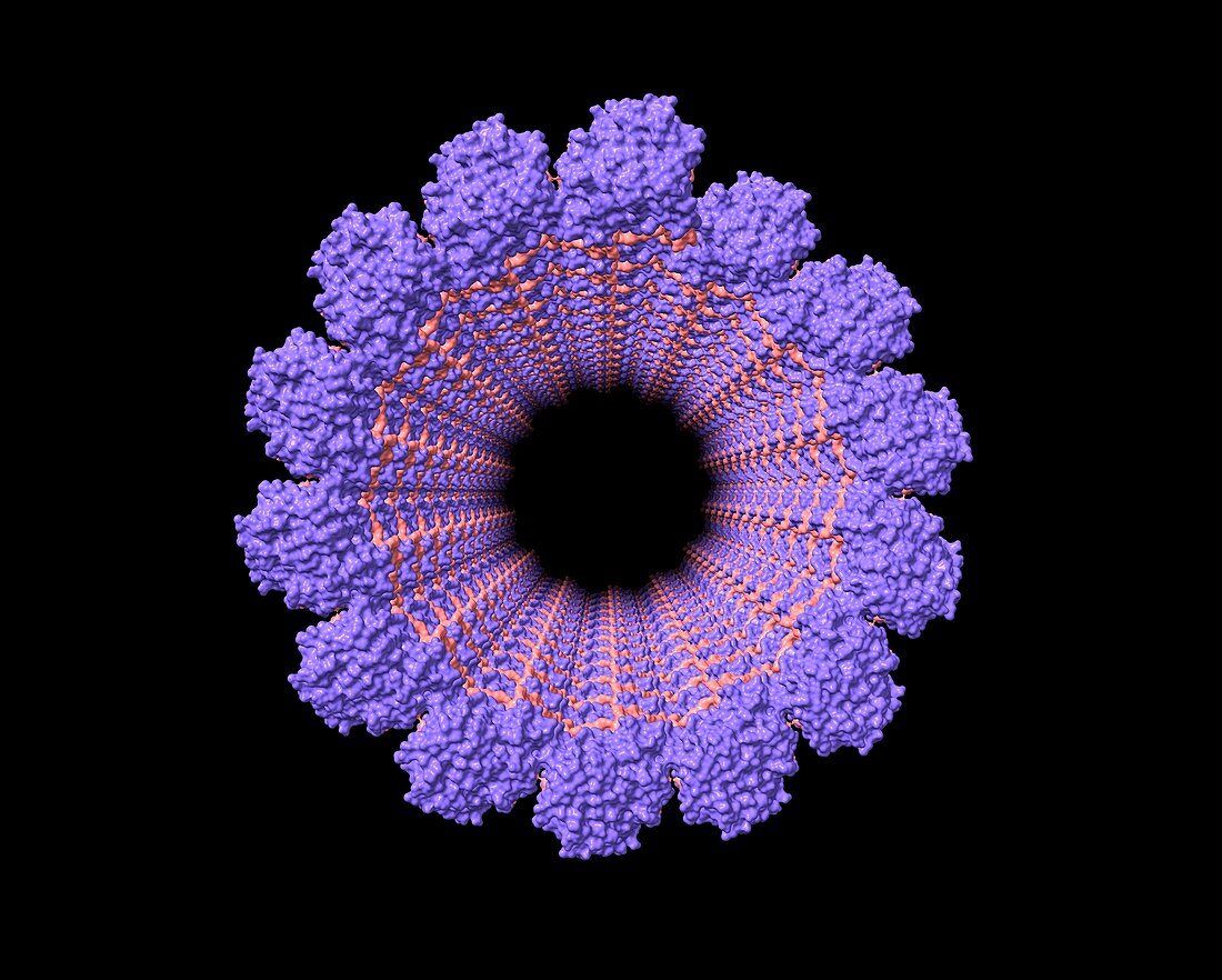 Microtubule, computer model