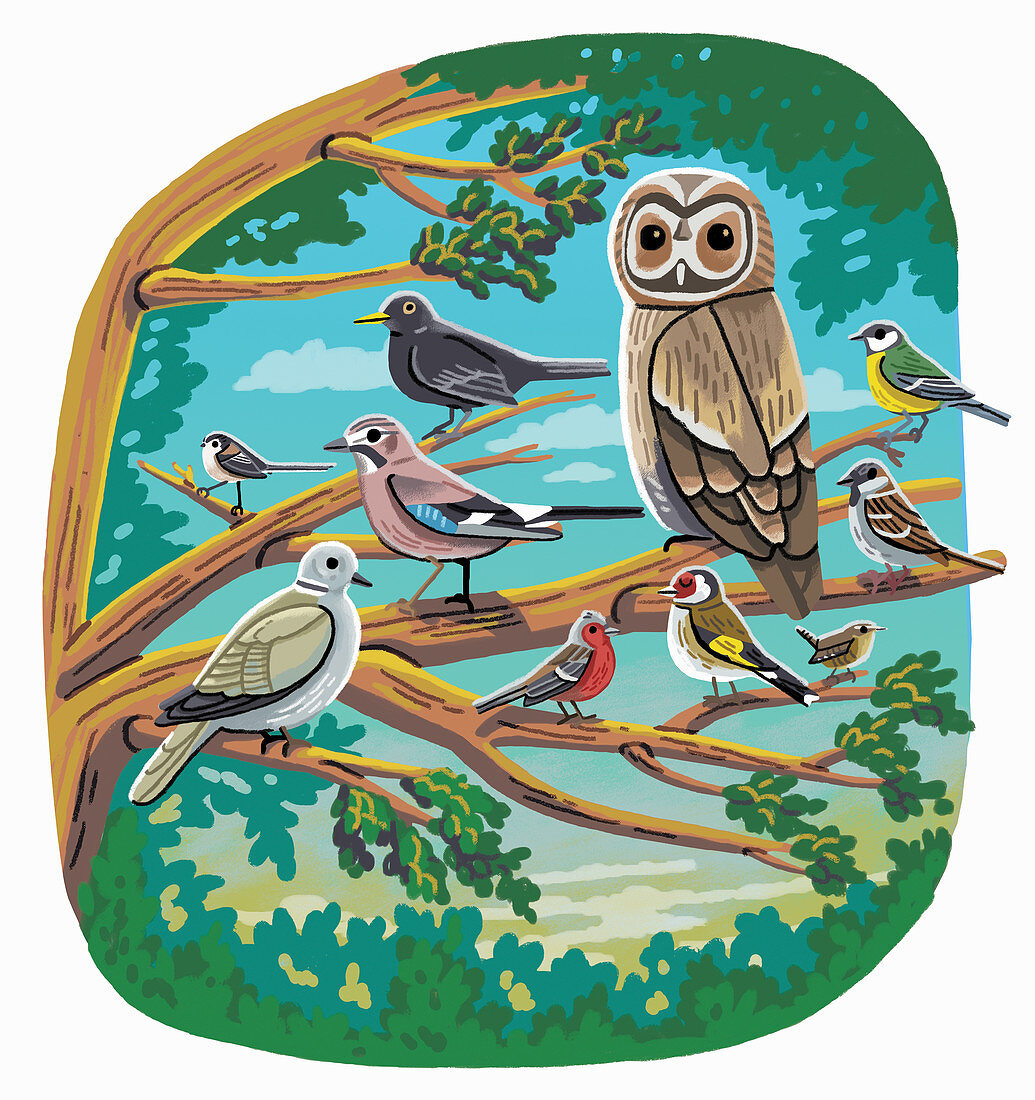 Birds perched in a tree, illustration
