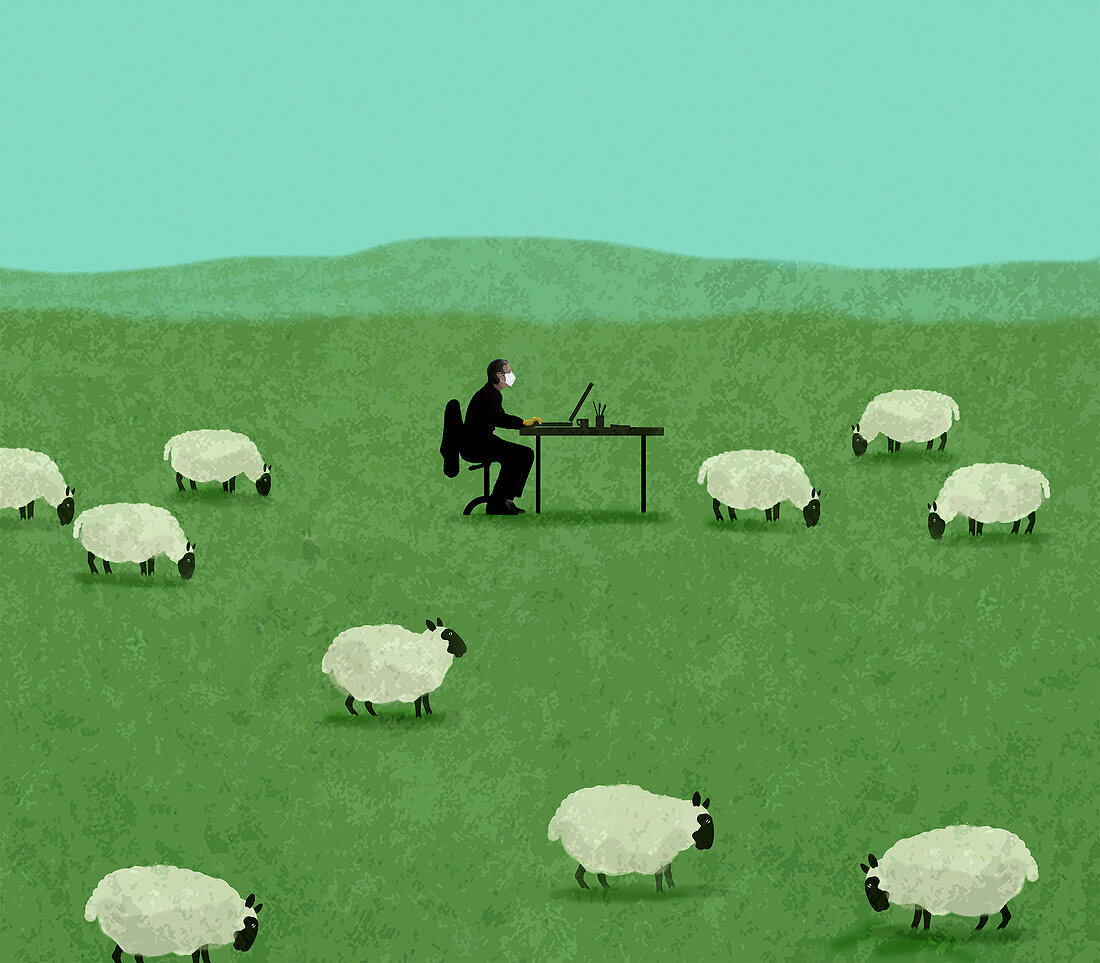 Man working in a field of sheep, illustration