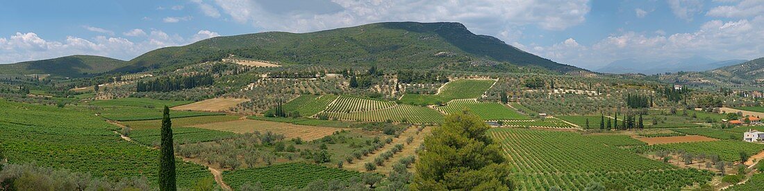 Vineyards of Nemea, greece.