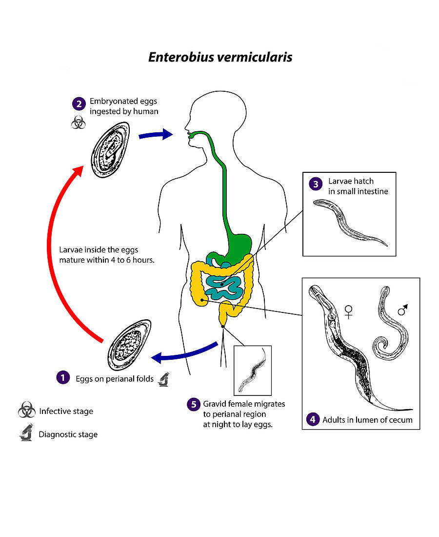 Human pinworm parasite lifecycle