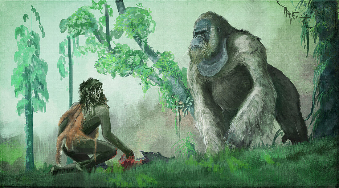 Extinct giant gorilla, illustration