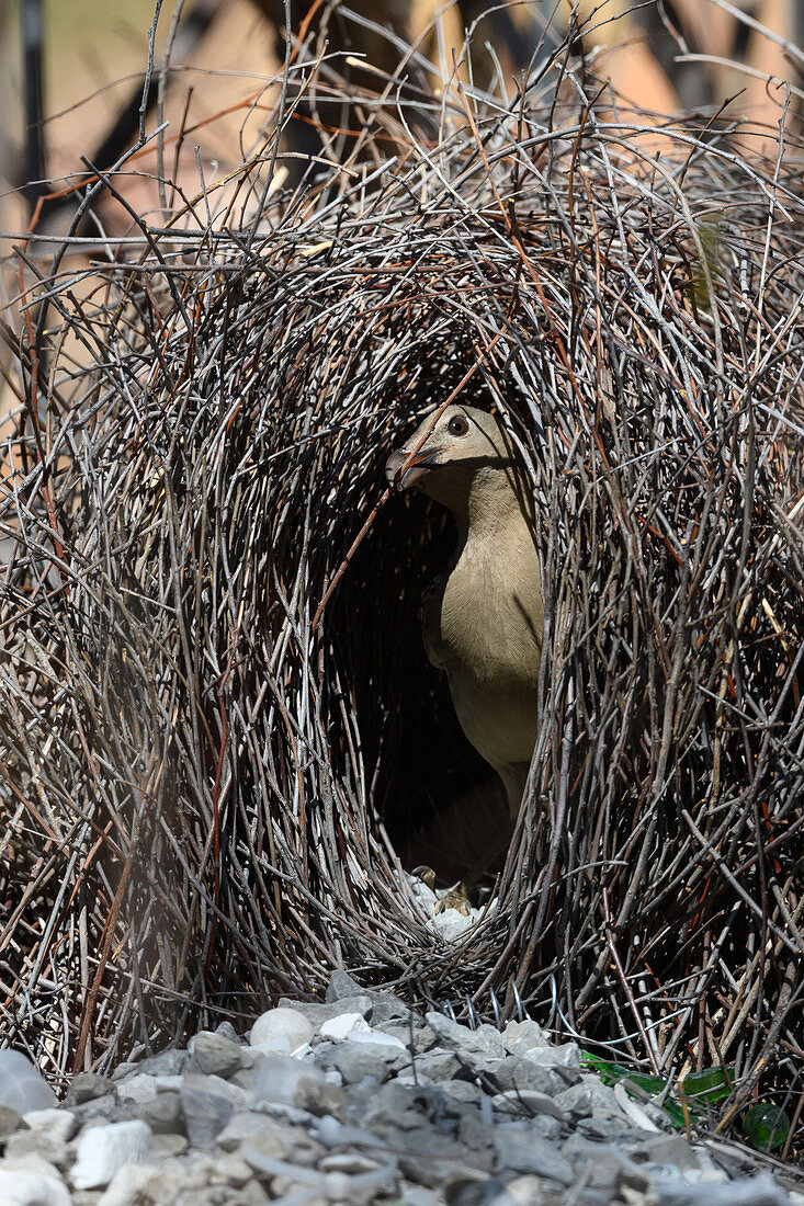 Great bowerbird male at courting bower