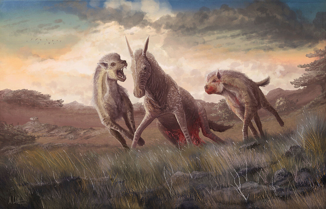 Extinct hyena-like Dinocrocuta hunting, illustration
