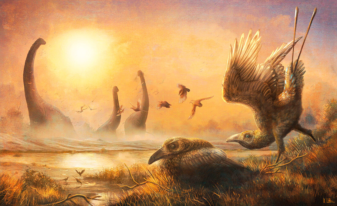 Falcatakely prehistoric birds, illustration