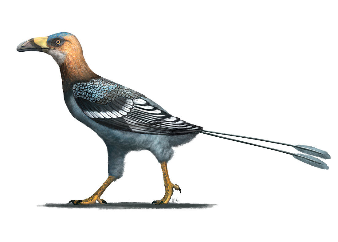Falcatakely prehistoric bird, illustration