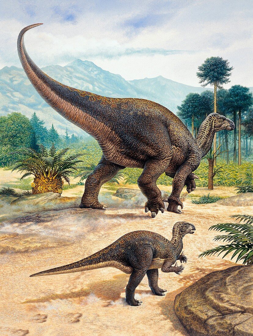 Iguanodon dinosaur, illustration