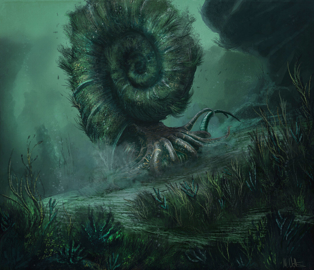 Parapuzosia ammonite, illustration