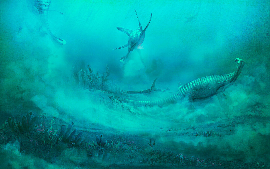 Plesiosaurus prehistoric marine reptile, illustration