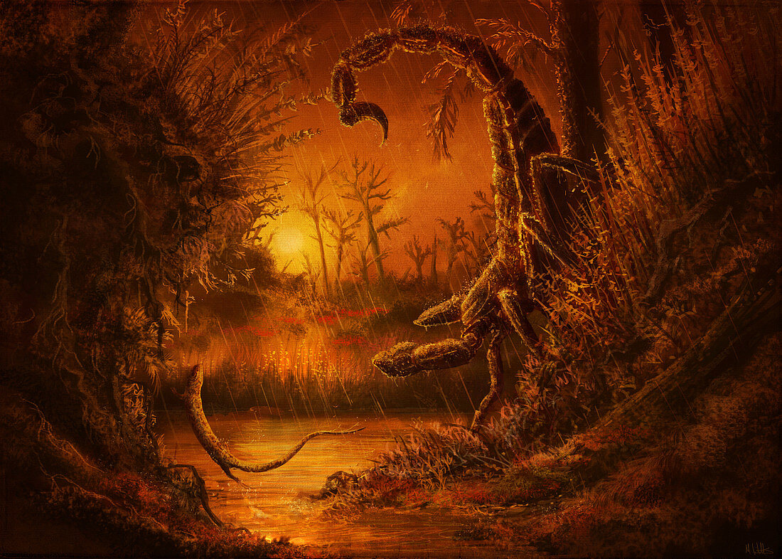 Pulmonoscorpius giant scorpion, illustration