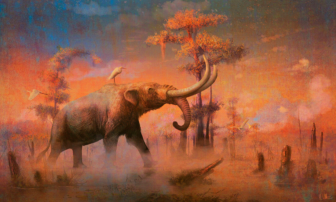 Mastodon prehistoric mammal, illustration