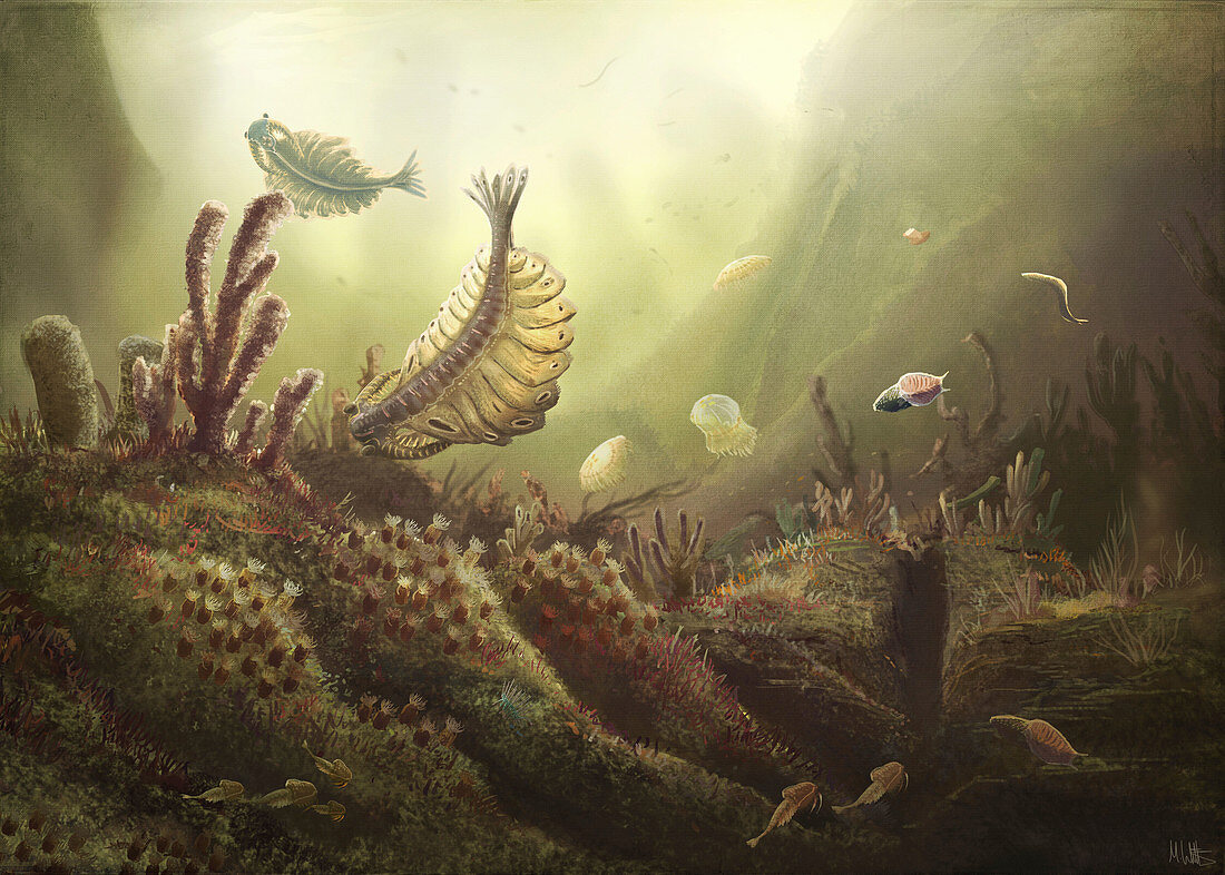 Cambrian sea life, illustration