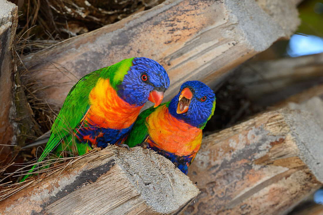 Rainbow lorikeets